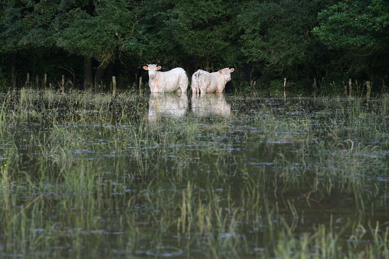Two cows stand in a flooded medow